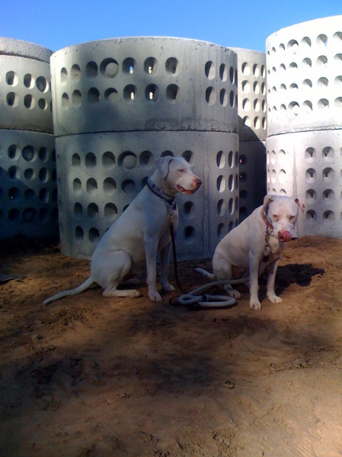 Septic Liner with Dogs